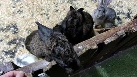 Group of rabbits in barn Stock Footage 283396280