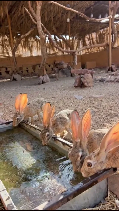 Group of rabbits drinking water in enclosure Video stock 341818711