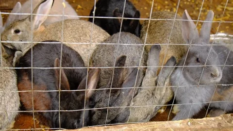 A group of rabbits eat cabbage behind the bars of a cage Video stock 255706329