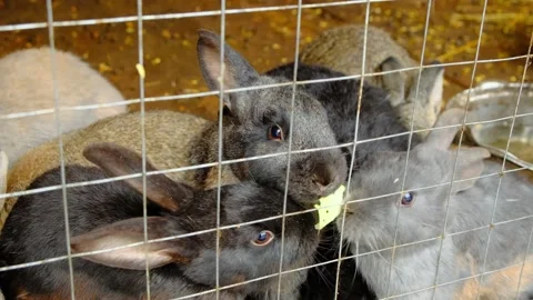 A group of rabbits eat cabbage behind the bars of a cage Stock Footage 255706332