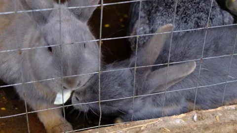A group of rabbits eat cabbage behind the bars of a cage Video stock 255706579