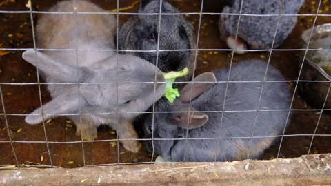 A group of rabbits eat cabbage behind the bars of a cage Video stock 255706784