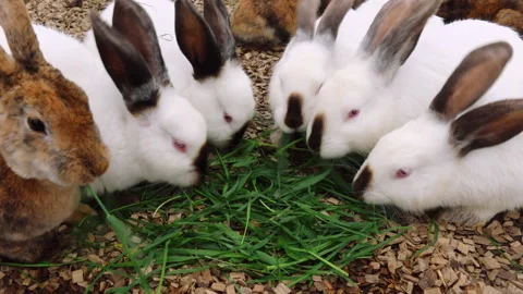 Group of Rabbits Eating Grass Stock Footage 275682820