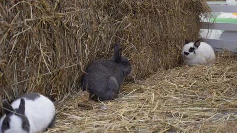 Group of rabbits in a farm Vídeo Stock 228024522