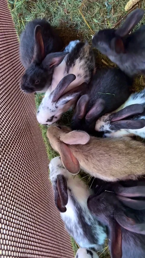 Group of rabbits feeding on hay inside enclosure farm setting Stock Footage 311830894