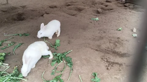 A group of rabbits. Stock Footage 325685270