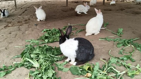 A group of rabbits. Stock Footage 325685271