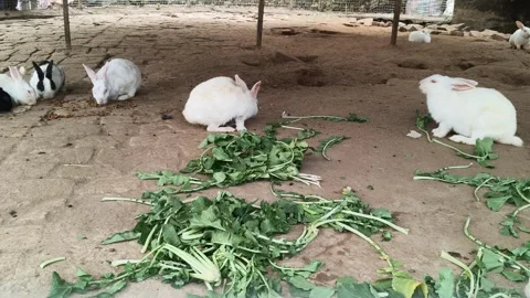 A group of rabbits. Video stock 325685276