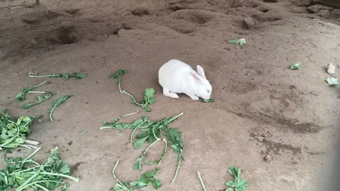 A group of rabbits. Stock Footage 325685282
