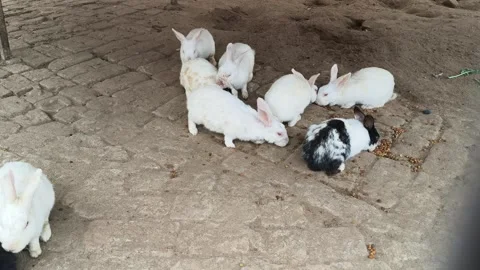 A group of rabbits. Stock Footage 325685283