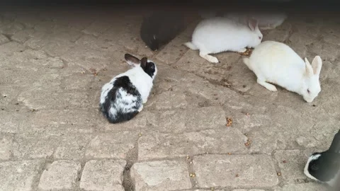A group of rabbits. Stock Footage 325685300