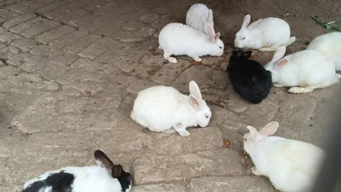 A group of rabbits. Stock Footage 325685301