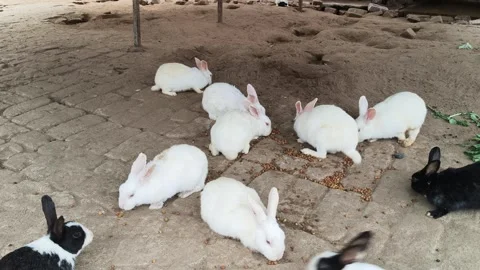 A group of rabbits. Stock Footage 325685303
