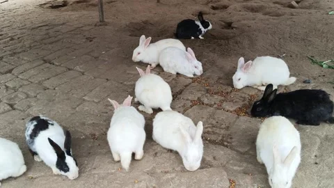 A group of rabbits. Stock Footage 325685304