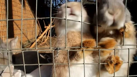 A group of rabbits in the hutch Stock Footage 82399439