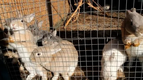 A group of rabbits in the hutch Vidéo 82399440