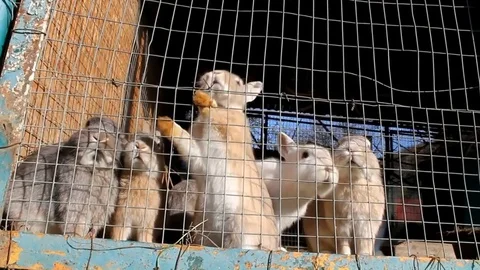 A group of rabbits in the hutch Stock Footage 82399444