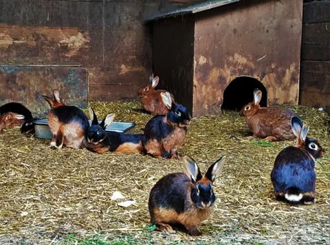 Group of rabbits looking into the camera Stock Photos