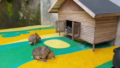 Group of rabbits on the playing ground Video stock 312389877