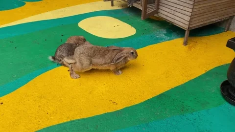 Group of rabbits on the playing ground Stock Footage 312389901