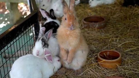 Group of rabbits sitting next to each other Video stock 330761634