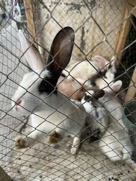 Group of Rabbits in a Wire Cage Stock Photos