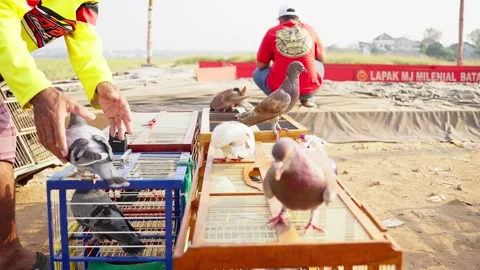 Group of Racing Pigeons Prepared for Competition Stock Footage 346014216