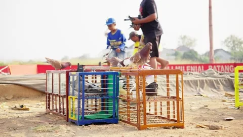 Group of Racing Pigeons Ready for Competition Stock Footage 346014209