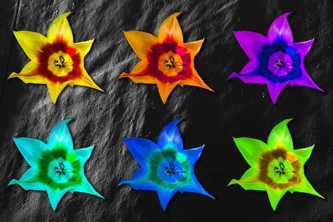 Group of rainbow multicolor flowers. Stockillustratie