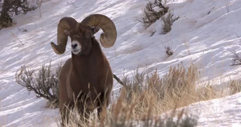 A Group of Ram in the Snow Vídeo Stock 239963461