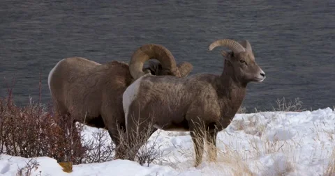 A Group of Rams and a Flowing River 스톡 동영상 240013449