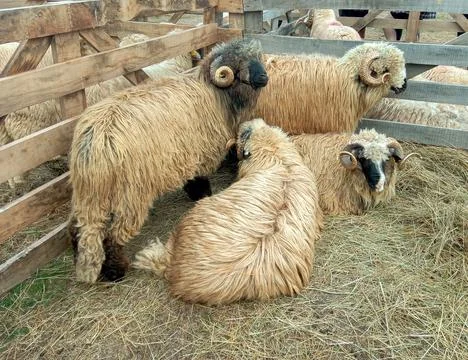 Group of rams in Romania Фото