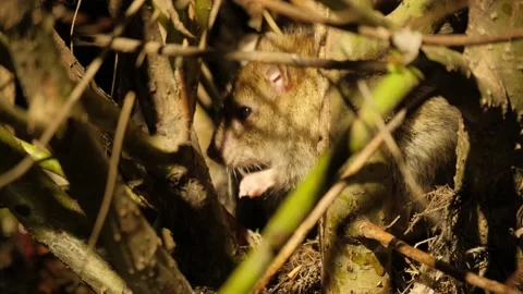 A group of rats hiding on branches above the water. 4k 스톡 동영상 163597282