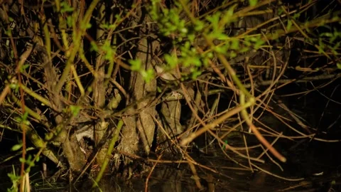 A group of rats hiding on branches above the water. 4k Stockbeeldmateriaal 169024258