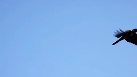 Group of Raven is flying in slow motion on Blue Sky. HD horizontal video Stock Footage 338319207