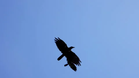 Group of Raven is flying in slow motion on Blue Sky. HD horizontal video. Stock Footage 338319252