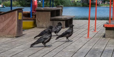 Group of ravens on a jetty Stock Photos