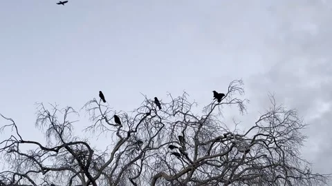 Group of Ravens in tree Stock Footage 239096898
