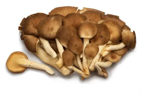 Group of raw mushrooms. Stock Photos