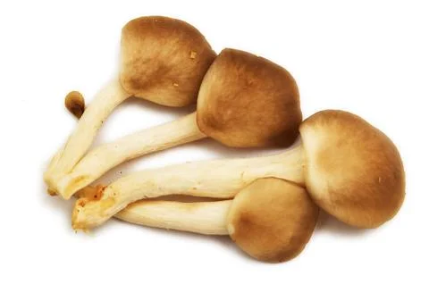 Group of raw mushrooms. Stock Photos