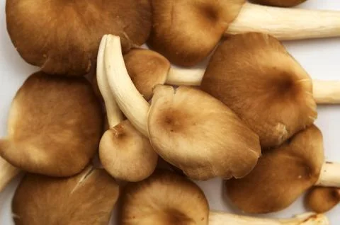 Group of raw mushrooms. Stock Photos