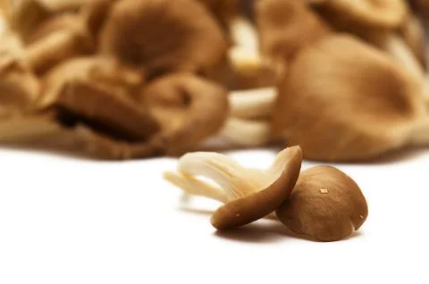 Group of raw mushrooms. Stock Photos