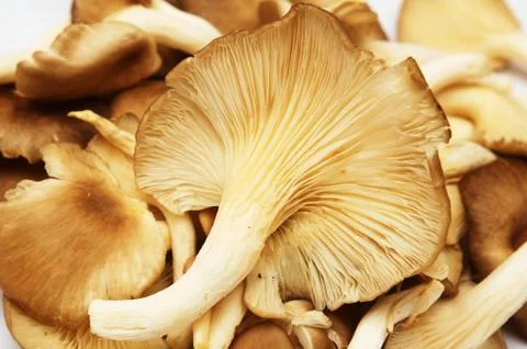 Group of raw mushrooms. Stock Photos