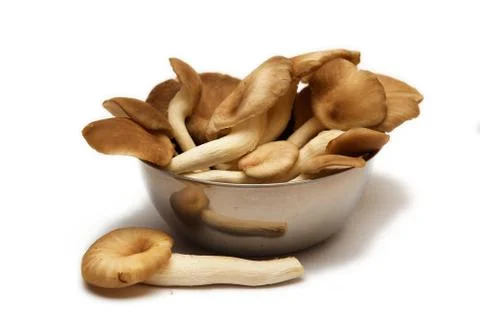 Group of raw mushrooms. Stock Photos