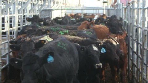 Cattle pens in a large cow farm, Stock Video