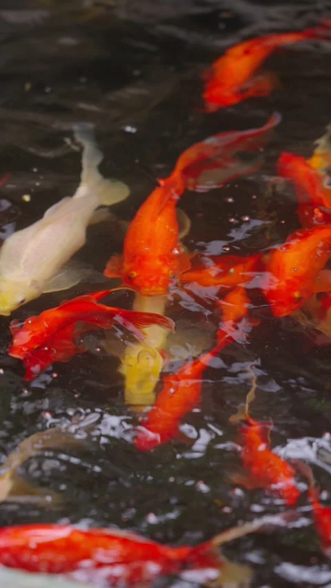 A group of red and orange koi carps swim leisurely on the surface of the pond Stock Footage 340199361