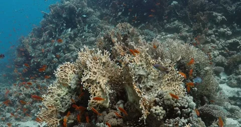 Group of red and silver tiny anthias fish surround a white fire coral. Stock-Footage 271188557