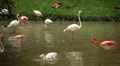 A Group of Red and White Flamingo Birds Flamingoes Relaxing, Eating, Water, Pond HD Footage