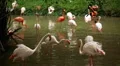 A Group of Red and White Flamingo Birds Flamingoes Relaxing, Eating, Water, Pond HD Footage