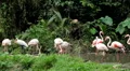 A Group of Red and White Flamingo Birds Flamingoes Relaxing, Eating, Water, Pond HD Footage